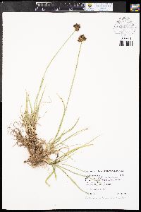 Carex ebenea image