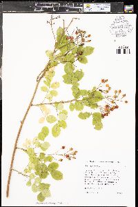 Rosa rubiginosa image