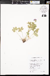 Geranium viscosissimum image