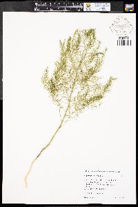 Asparagus officinalis image