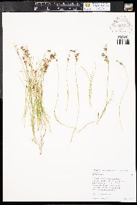 Juncus compressus image