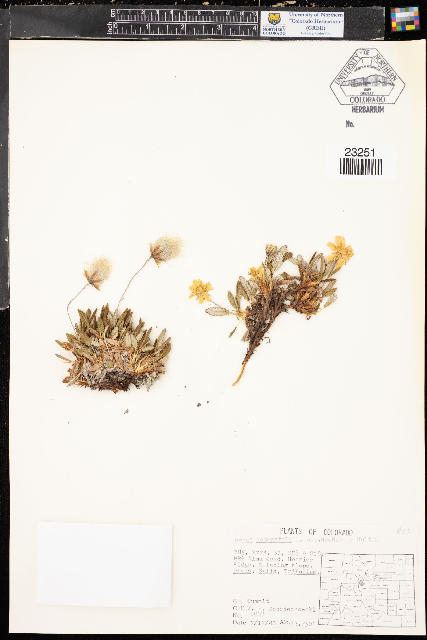 Dryas octopetala var. hookeriana image