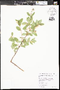 Symphoricarpos rotundifolius image