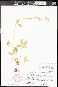Potentilla diversifolia var. perdissecta image