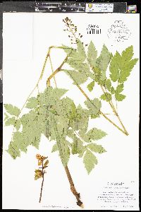 Actaea rubra image