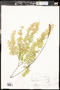 Adiantum aleuticum image