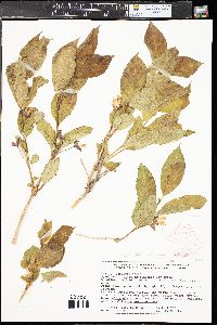 Lonicera involucrata image