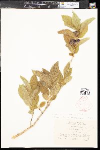 Lonicera involucrata image