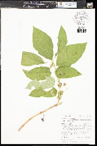 Lonicera involucrata image