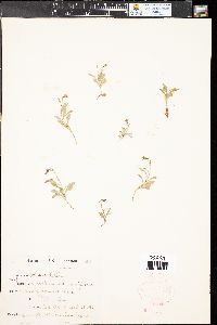 Campanula uniflora image