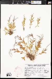 Epilobium anagallidifolium image