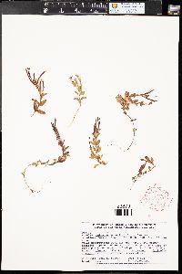 Epilobium anagallidifolium image