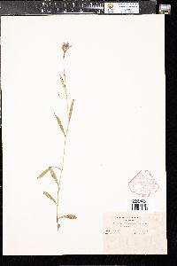 Campanula parryi image