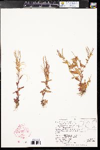 Epilobium anagallidifolium image