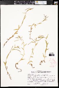 Epilobium lactiflorum image