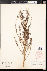 Epilobium leptophyllum image