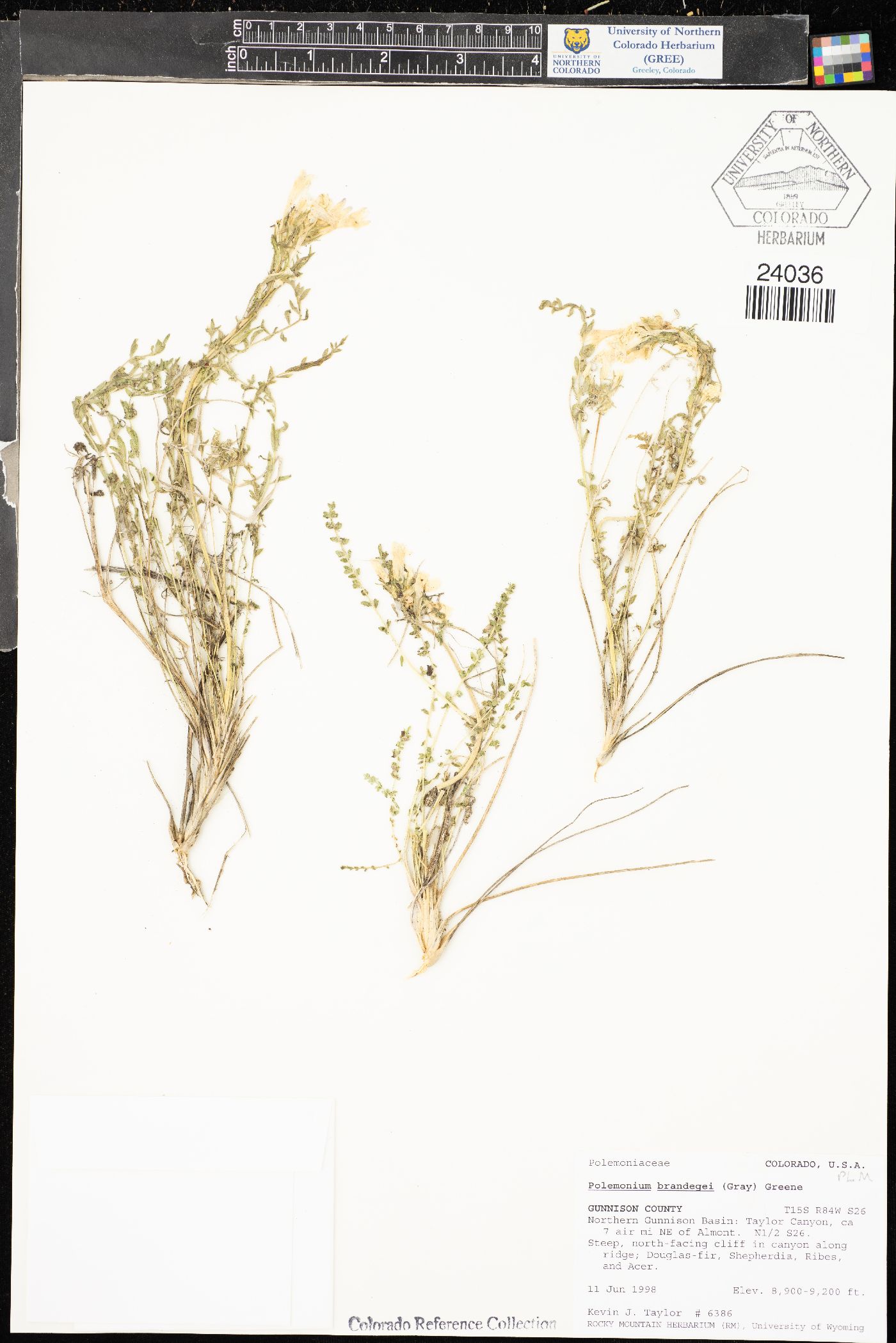 Polemonium brandegei image