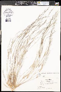 Aristida dichotoma image