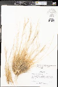 Aristida purpurea var. nealleyi image