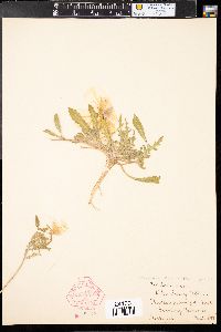 Oenothera albicaulis image