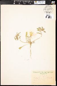 Oenothera albicaulis image