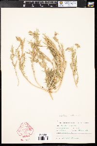 Oenothera albicaulis image