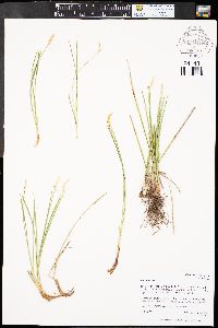 Carex geyeri image