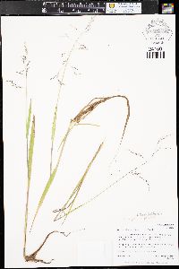 Torreyochloa pallida image