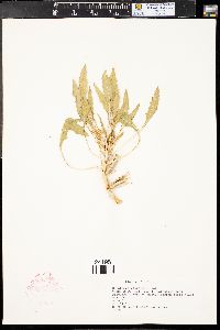 Oenothera cespitosa image