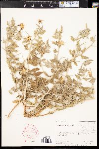Oenothera latifolia image