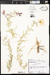 Oenothera nuttallii image