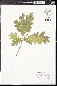 Quercus gambelii image