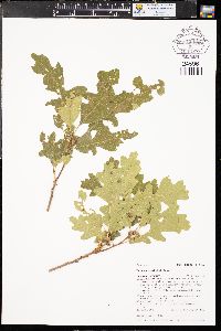 Quercus gambelii image