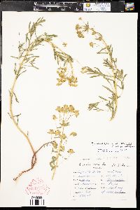 Euphorbia esula var. uralensis image