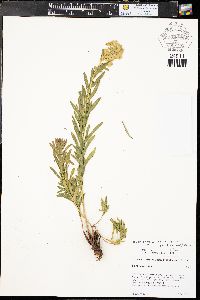 Euphorbia uralensis image