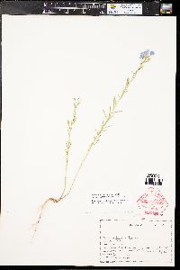 Linum lewisii var. lewisii image