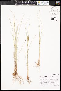 Cyperus schweinitzii image