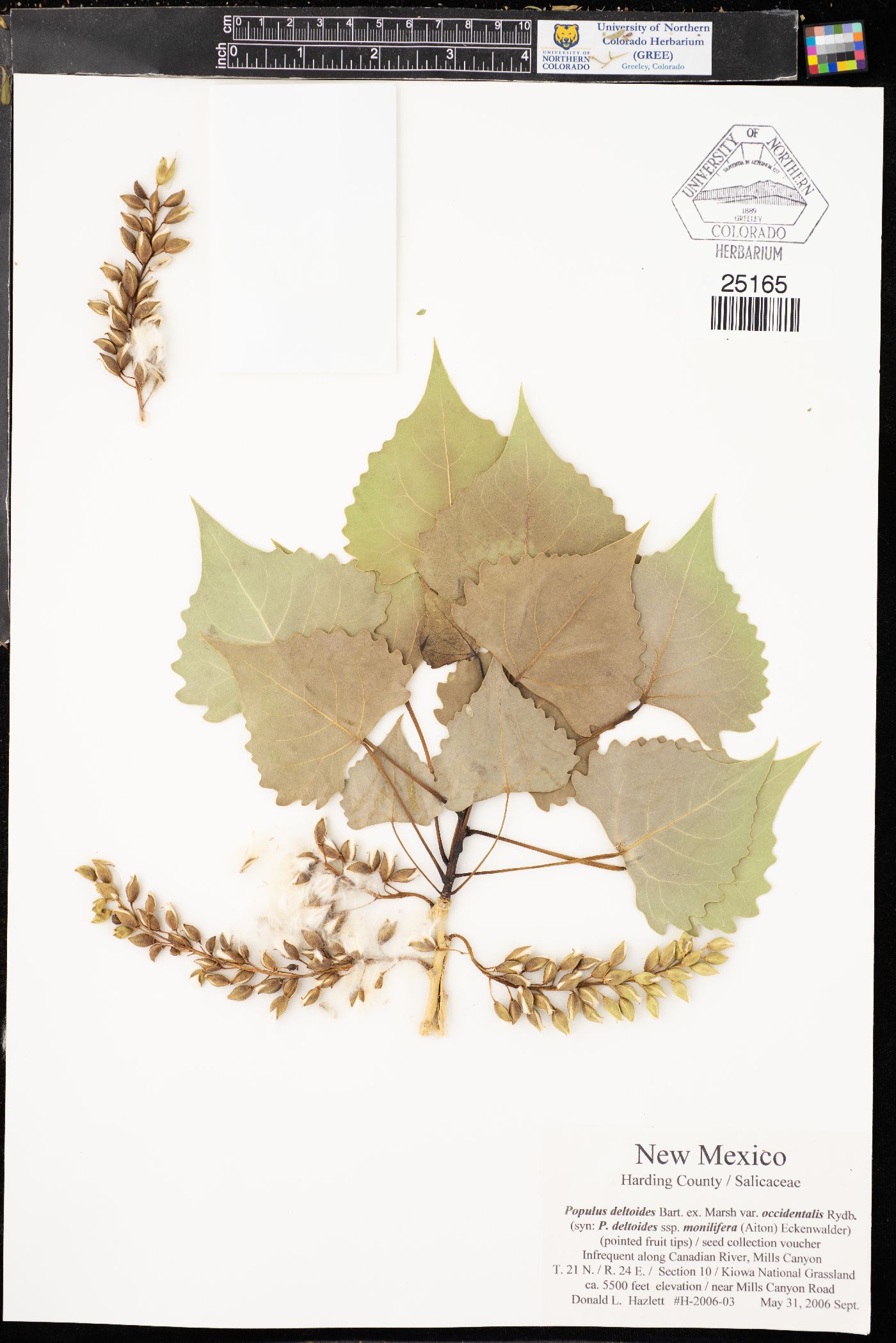 Populus deltoides subsp. monilifera image