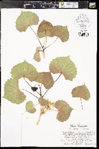Populus deltoides subsp. monilifera image