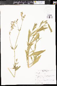 Silene latifolia image