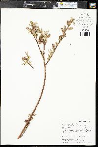 Salix ligulifolia image