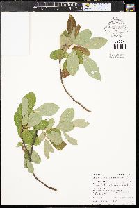 Salix scouleriana image