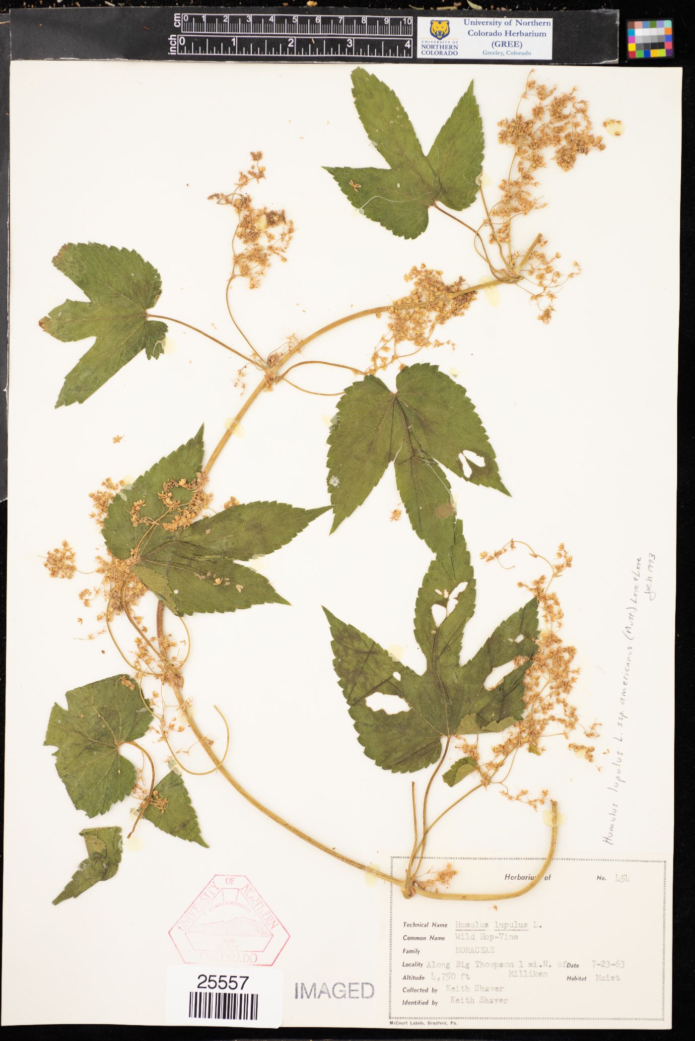 Humulus lupulus var. lupuloides image