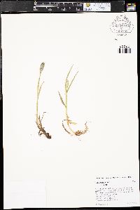 Phleum alpinum image