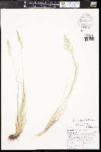 Poa fendleriana subsp. fendleriana image