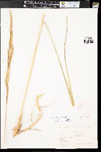 Spartina pectinata image