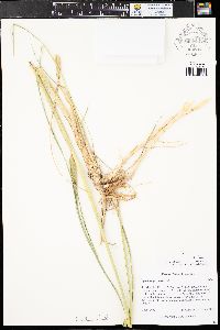 Spartina pectinata image