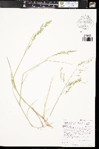 Torreyochloa pallida var. pauciflora image