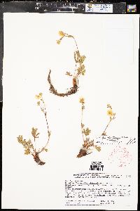 Potentilla diversifolia var. diversifolia image