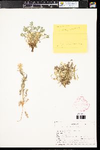 Corydalis aurea image